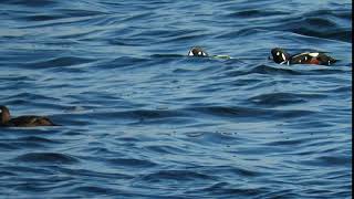 Harlequin Duck