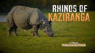 Rhinos of Kaziranga a #wildlife #conservation #success #story #travel #explore #india