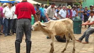 Penha em festa