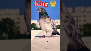 Pigions video status ❤🔥👑#bgm #shorts #kabootar #pigeon #ytviral #kabootr #bird