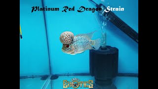 Sa Wakas!!! [PRD] Platinum Red Dragon Strain #GEV90