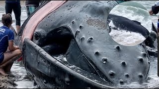 Saving humpback whales from dangerous situations in the wild | Animal rescue compilation