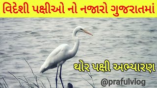 ||થોર પક્ષી અભ્યારણ||THOR WILDLIFE SANCTUARY||@prafulvlog