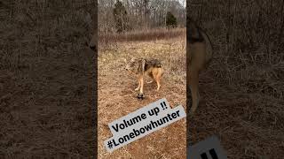 big male very vocal coyote!listen to that howl #lonebowhunter #Trapping series new episode coming