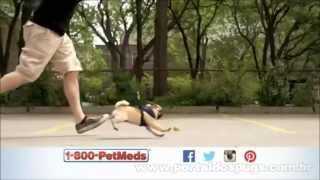 1-800-PetMeds - Comercial de TV - Propaganda com Pug