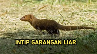 GARANGAN LIAR LAGI CARI MAKAN SAMBIL AJAK NGOBROL