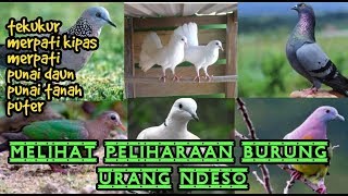 Melihat Koleksi Burung Urang Ndeso