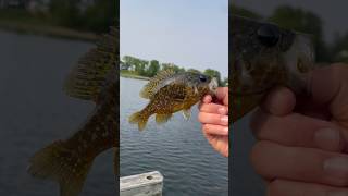 Rock bass or a green sun fish I don’t know