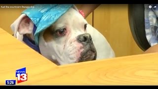 Karl the courtroom therapy dog helps children testify