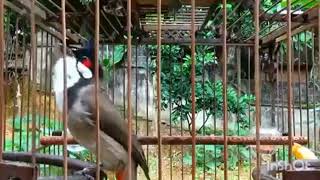 sungguh merdu suara burung kutilang jambul#pemulakicaukicau