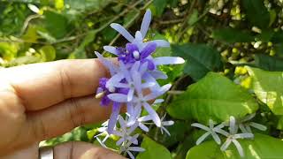 Petrea volubilis L. Sand Paper Vine, Beautiful Purple Wreath climbing plant