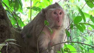 Funny Monkey Asking For Fruits From Travelers