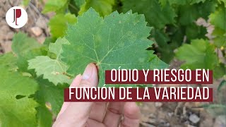 Oídio y riesgo en función de la variedad