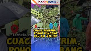 POHON TUMBANG DI JALAN RAYA ARAH MENUJU BANDARA BABULLAH TERNATE