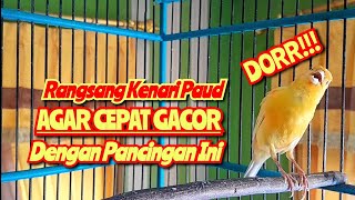 KENARI GACOR Panjang SPEED Rapat Untuk Terapi kenari paud Agar Cepat Gacor || Pancingan Kenari #001