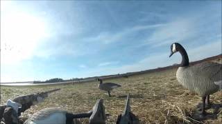 Canada Goose Hunt In Prince Edward Island