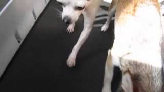 more chihuahuas on the treadmill.mov