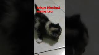 Belajar jalan bayi Kucing Lucu #shorts