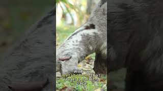 "Sloths: Masters of the Slow Lane" #animalshorts #nature #animal #animaldocumentary