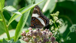 White Admiral (6 July 2023)