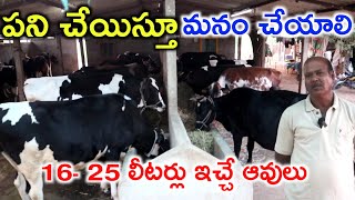 లక్ష 40,000 దానకె venkatreddy dairy farming @MalleshAdla