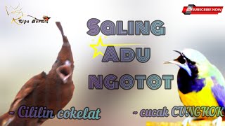 🔴masteran tembakan super pedas CILILIN COKELAT VS CUNGKOK