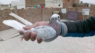 Surkhe Kabootaron Ka Shoq Friend Ke Ghar Par | M Asad  Birds | 🕊️ #MAsadBirds #Kabutar #Pigeon