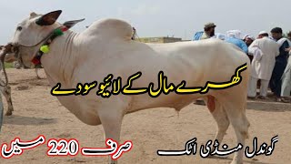 Today gondal mandi attock 20 may 2024|gondal mandi attock latest update 2024|Badwal Desi vlog|