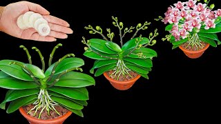 With just one piece, your orchids will bloom, even weak plants