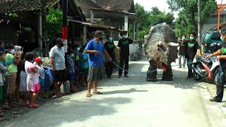 AWASSS     !  HEWAN PURBA MULAI  MASUK KAMPUNG DI JOGJA