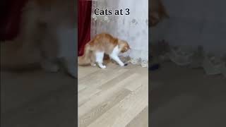 cats are annoying But cute #funnyvideo #catlover #funnyshorts #funny_cats