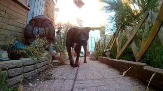 Testing action camera out on Hooch