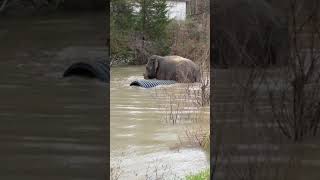 The Elephant Sanctuary | Debbie in the Pond with Culvert