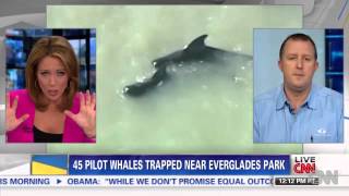 Whales trapped near Everglade Park December 4th 2013