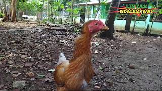 AYAM BERKOKOK II SUARA AYAM II SUARA AYAM JAGO BERKOKOK DI PAGI HARI