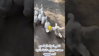 اموت و اعرف البطه دي سمعت خبر اي خلاها ماشيه كده🤭🤭🤭