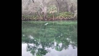 Baby Manatee With Mother