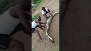 How Did Snake Swallows a GOAT. Both died at the END. Rise to the Top?