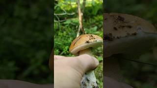 HOW LUCKY!!! #bolete #mushroom #foraging #nature