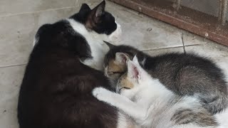 Kucing 🐱 ku sudah pindah lapak 6x apa masih pindah lagi ya