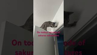 Kitten #shortvideos #shorts #youtube #funny #cat #kitten #comedy #shortsfeed #shortsviral #viralshor