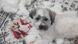 Playful Shih Tzu Rips a Pillow to Shreds