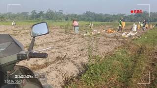 Panen Telo Cilembu Mantap