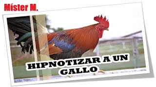 🤣🤣 GALLO HIPNOTIZADO (Puse a prueba este TRUCO) 😆😆