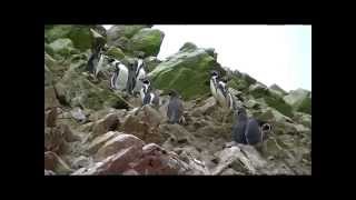 Islas Ballestas - Pinguini