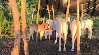 JOÃO GANHOU UM BEZERRO