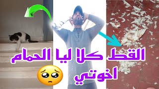 القط كلا ليا الحمام اخوتي 😭😭 والذكر العزي هرب مشا قدر الله ومشاء فعل