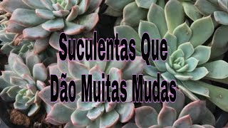 Suculentas Que Dão  Muitas Mudas