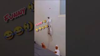 Funny Animals Video | Funny Cat Video | #newfunnyanimalsvideos2023 #shorts