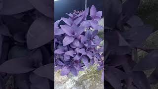 Tradescantia || Adam Hawa